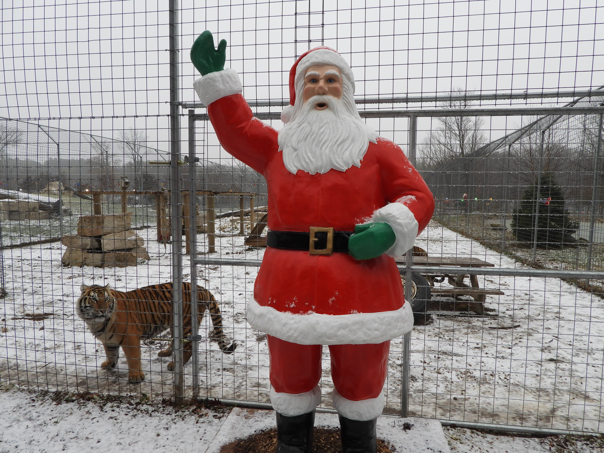 Santa statue waves, tiger looks on in a snowy fenced area.