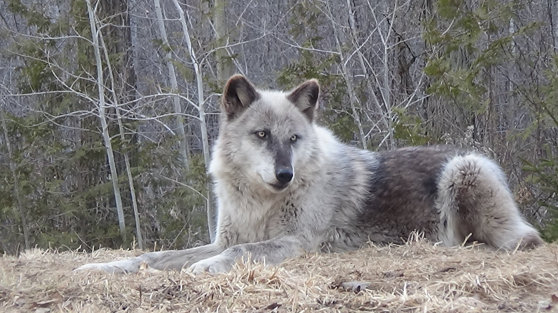 Gray wolf resting on a grassy bank, looking alert with trees in the background.