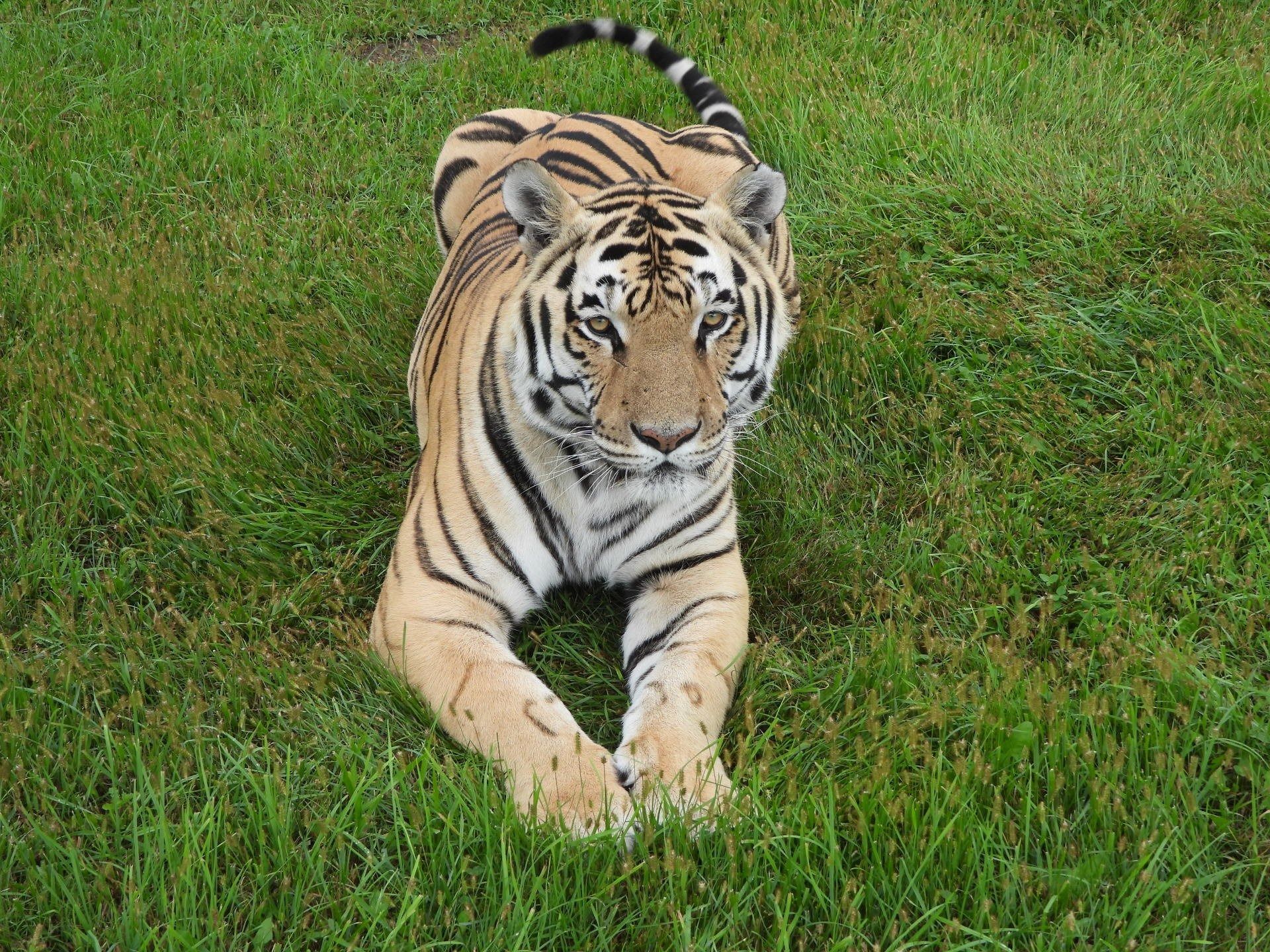 Tiger resting on green grass, looking directly at the viewer.