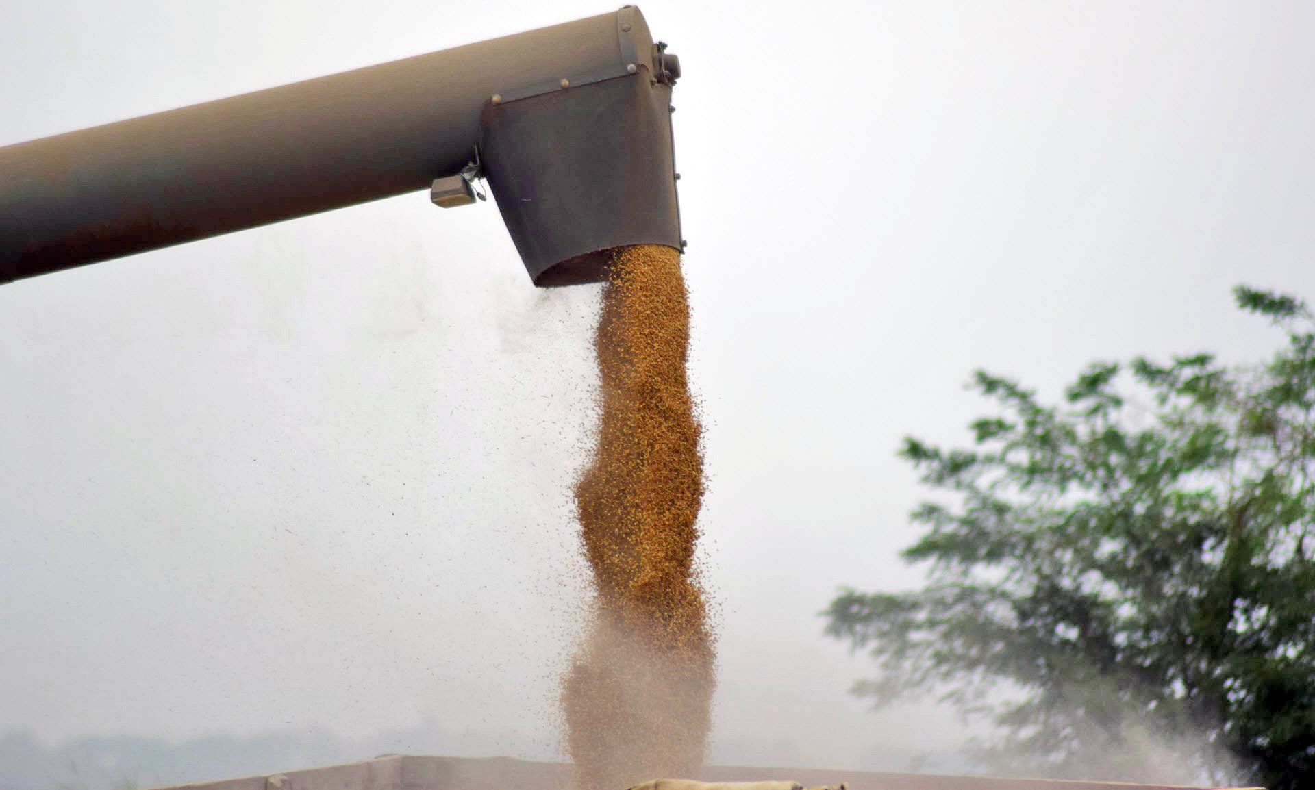 grain marketing il