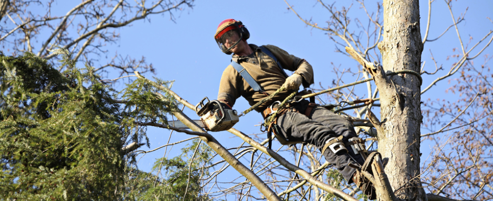 Full tree and storm clean-up services
