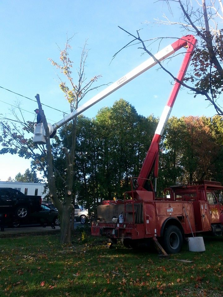 tree care services