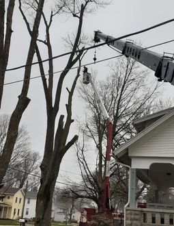 Tree removal