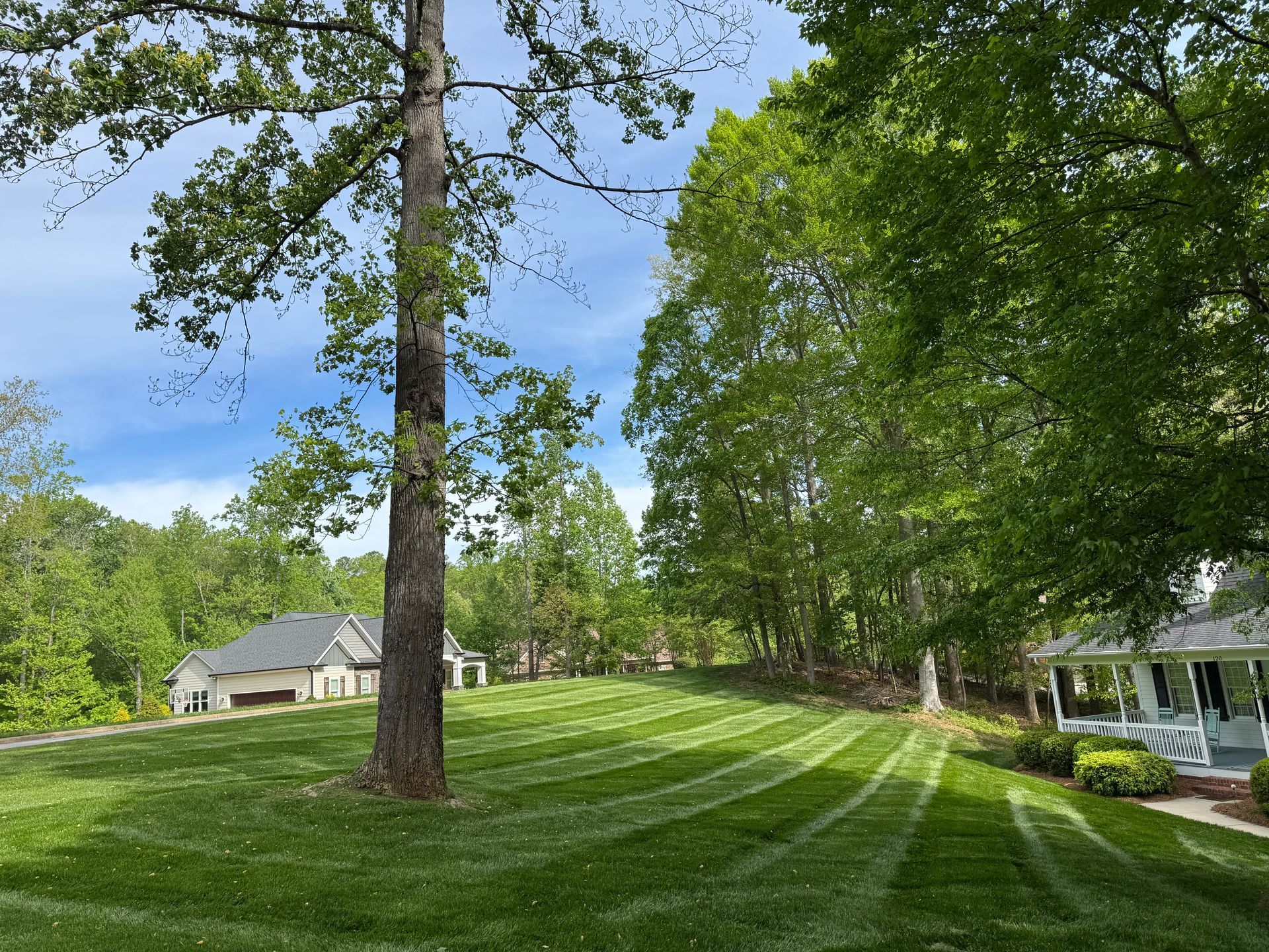 A lush green lawn with a house in the background and a tree in the foreground.