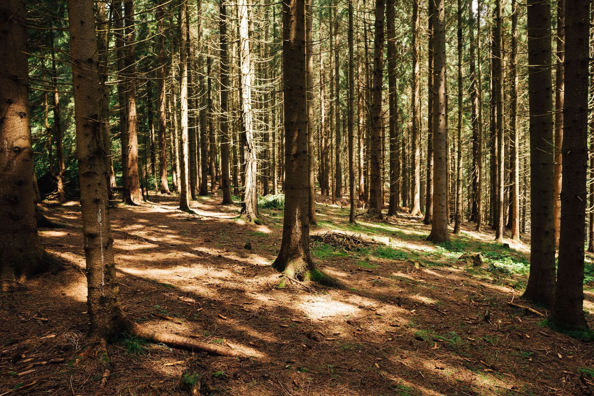 local tree removal companies