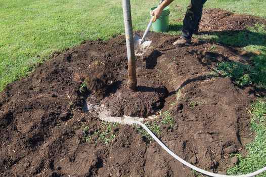 A person is digging a hole in the ground to plant a tree.