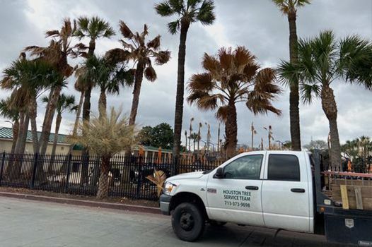 A white truck is parked on the side of the road next to palm trees.