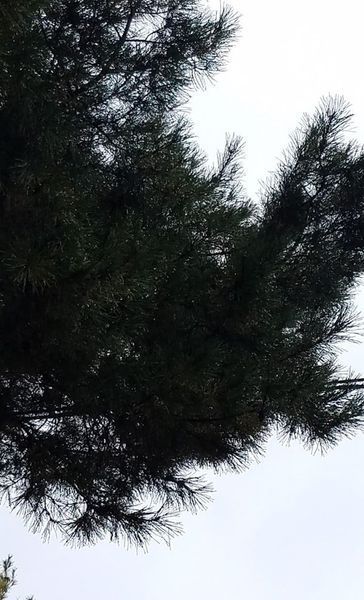 A close up of a pine tree against a cloudy sky.
