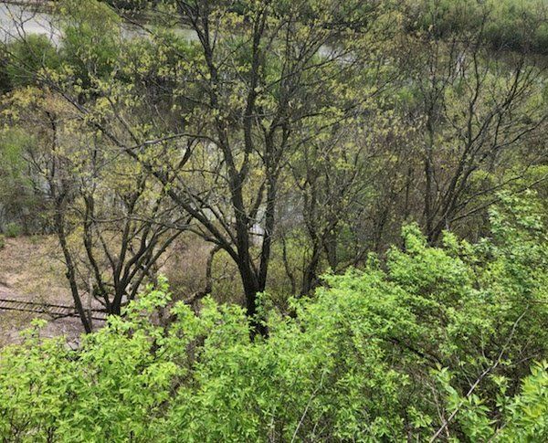 A lush green forest with trees and bushes and a river in the background.