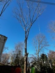 A tree with a blue sky in the background is being cut down.