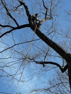 A man is climbing a tree with a rope.