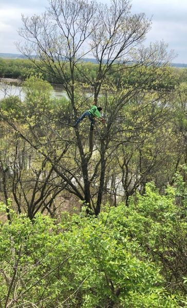 A man is climbing a tree with a chainsaw.