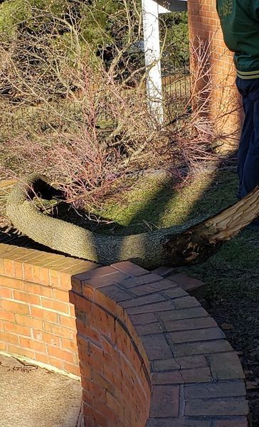 A person is standing next to a tree that has fallen on a brick wall.