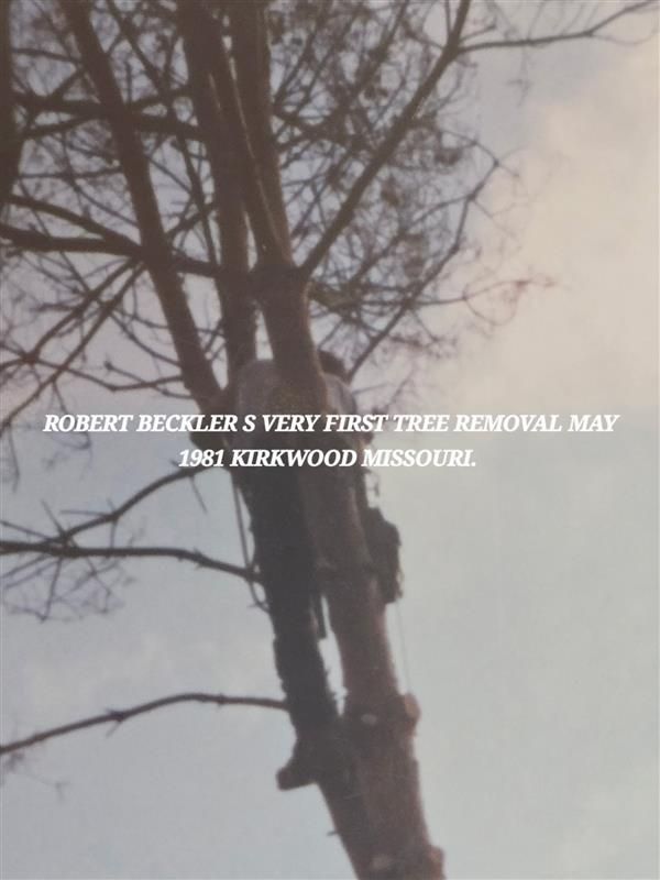 A picture of a tree removal in Kirkwood, Missouri.