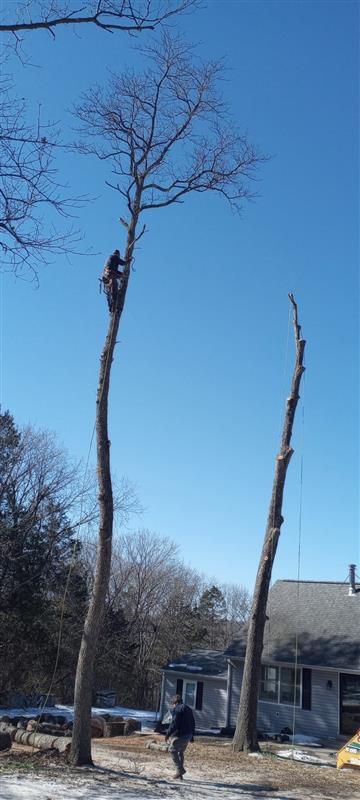A man is climbing a tree in front of a house.