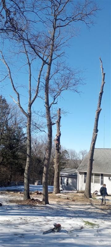 A man is climbing a tree in front of a house.