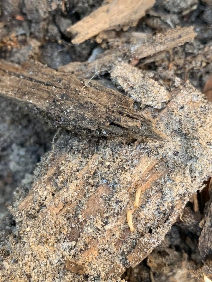 A close-up of a pile of dirt, termites and wood.