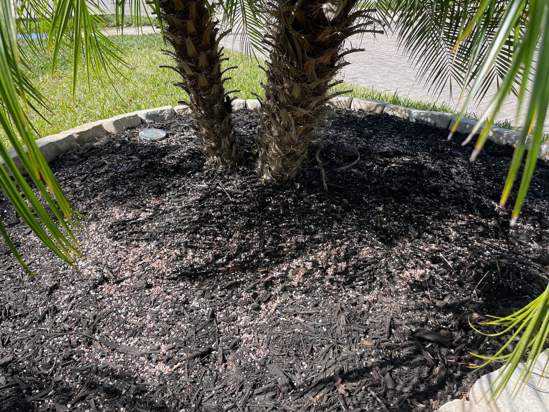 A palm tree in a pot surrounded by black mulch.