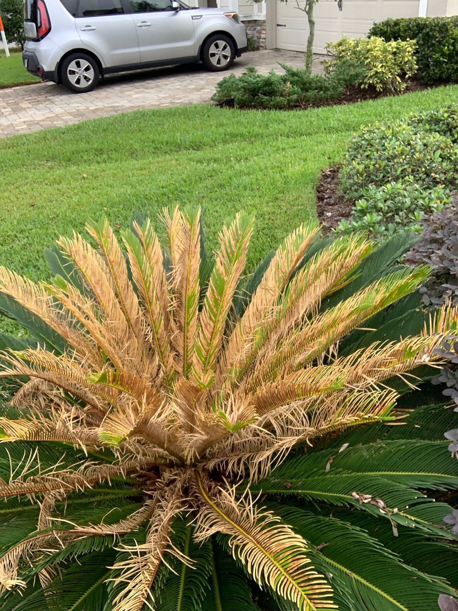A car is parked in a driveway next to a palm tree.