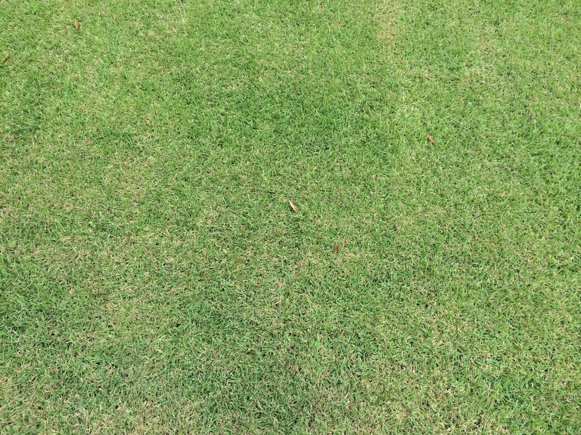 A close up of a lush green field of grass.