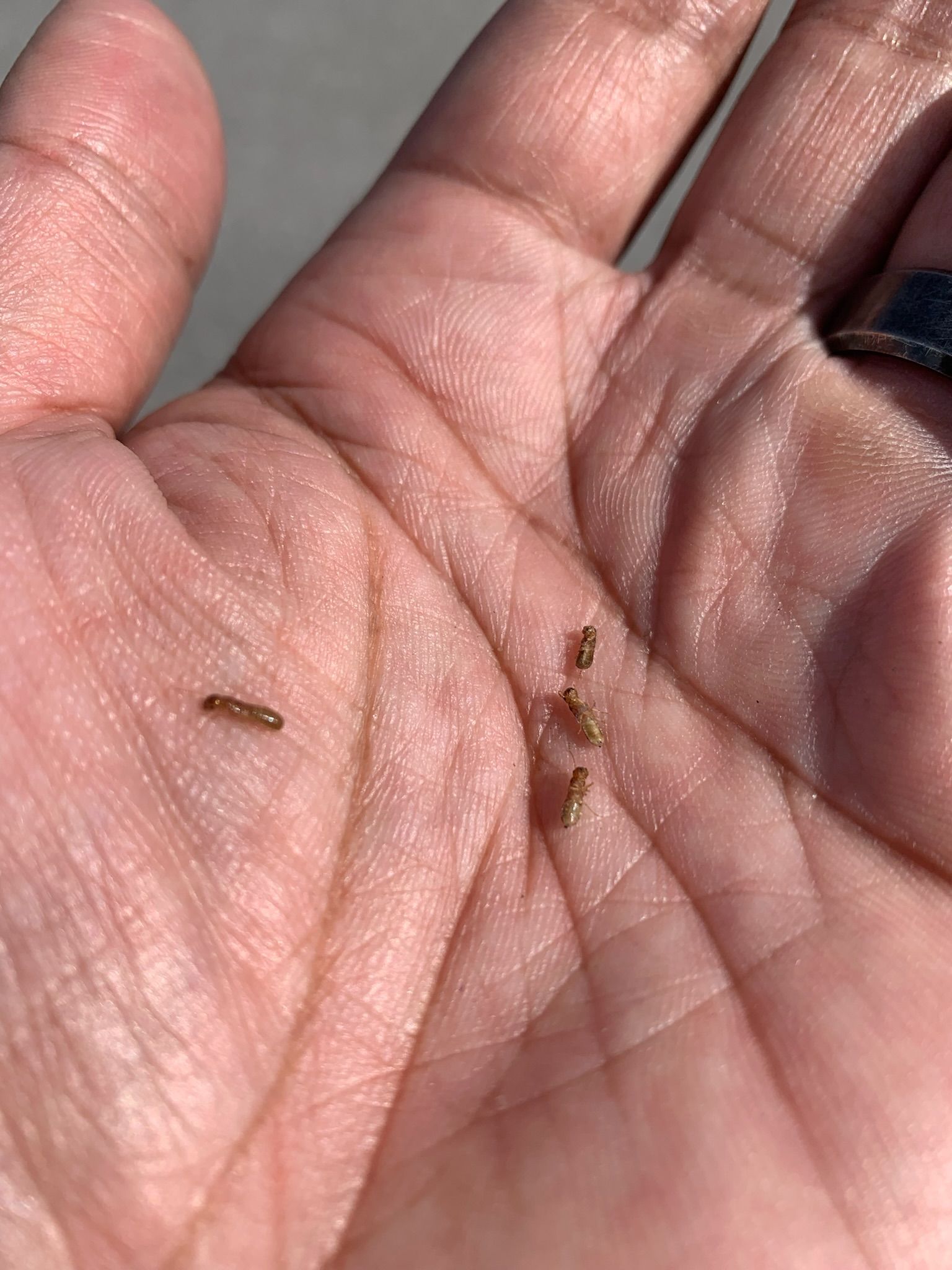 A person is holding a small bug in their hand.