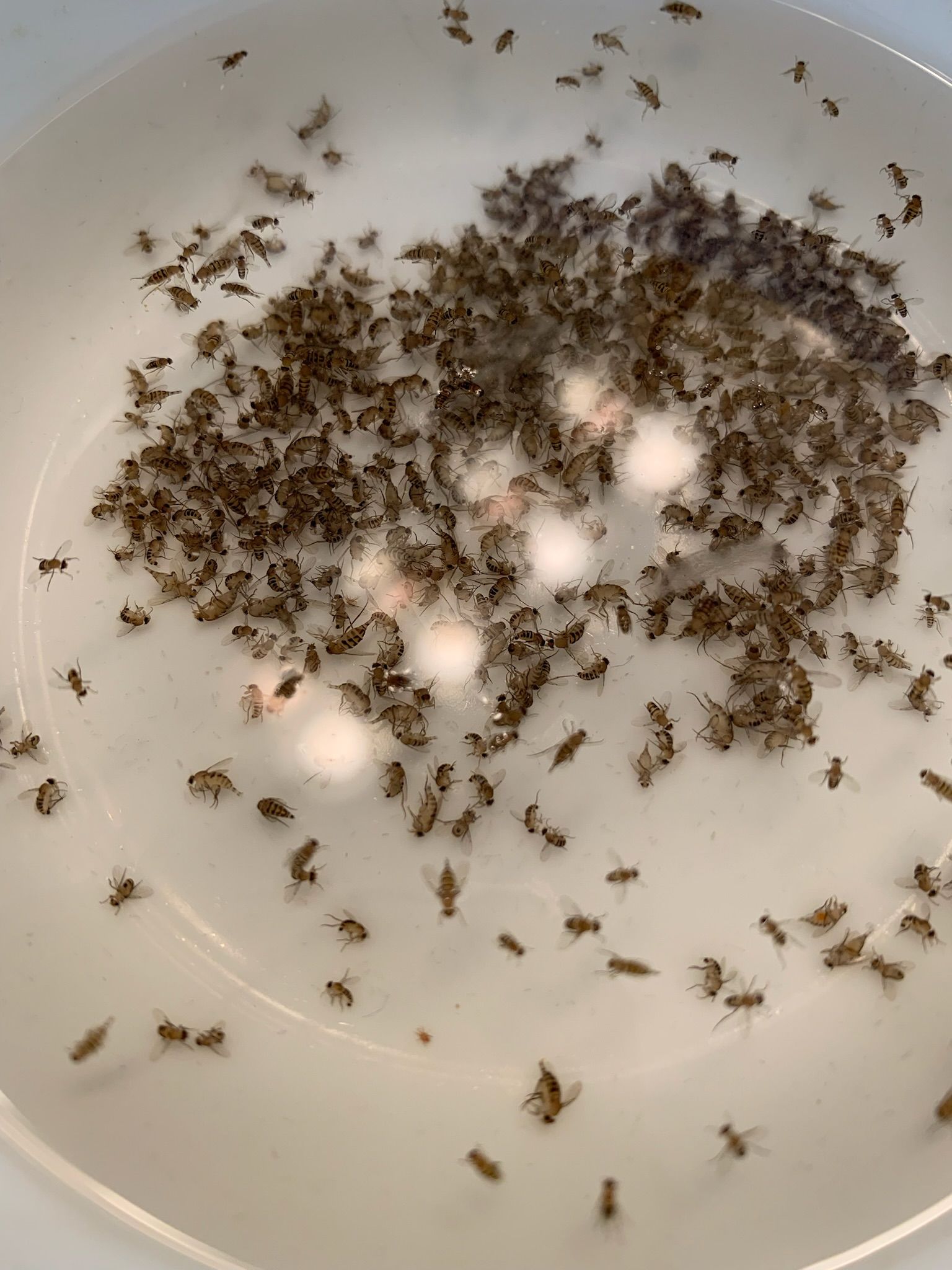 A white plate topped with a pile of mosquitoes in water.