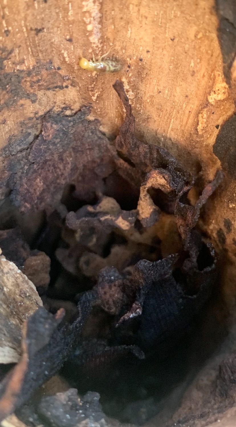A close up of a pile of rocks in a hole in the ground.