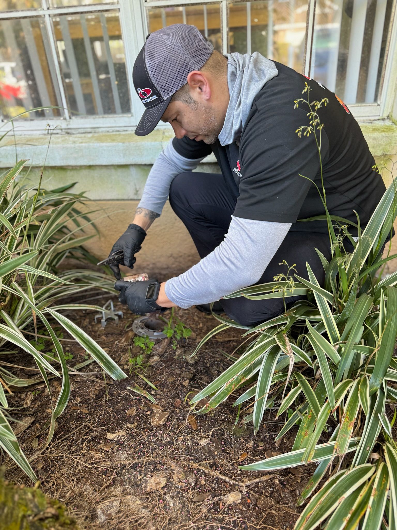 A man is kneeling down in a garden cutting a plant.