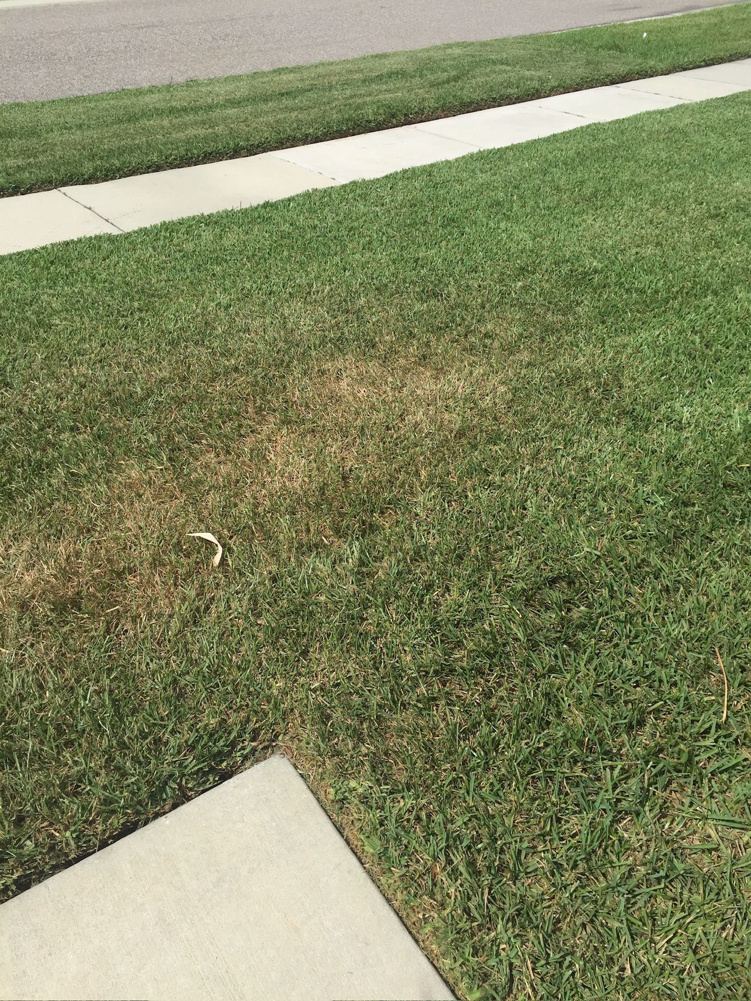 A lawn with a lot of grass and a sidewalk next to it.