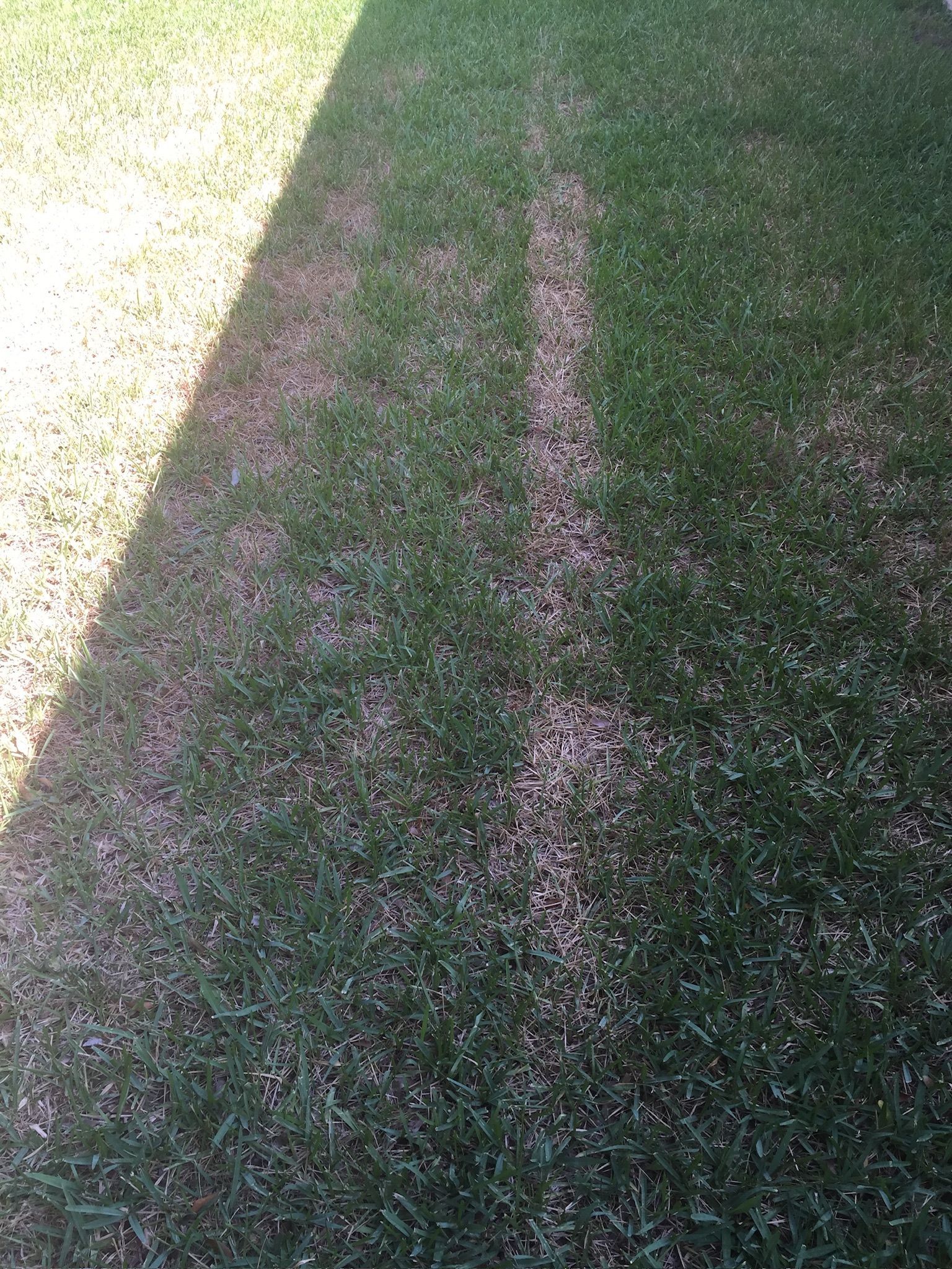 A shadow of a person is cast on a lush green lawn.