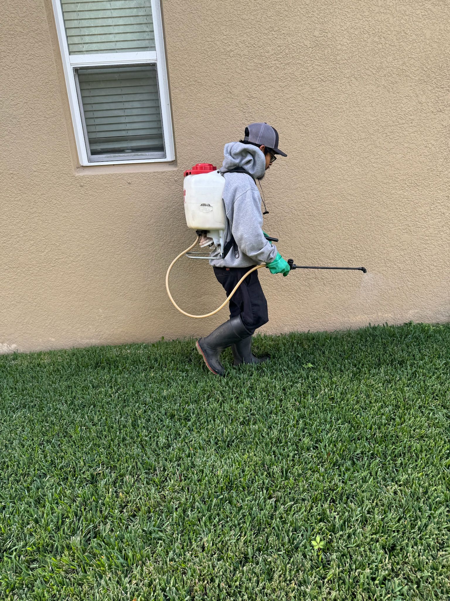 A man is spraying a lawn with a backpack sprayer.