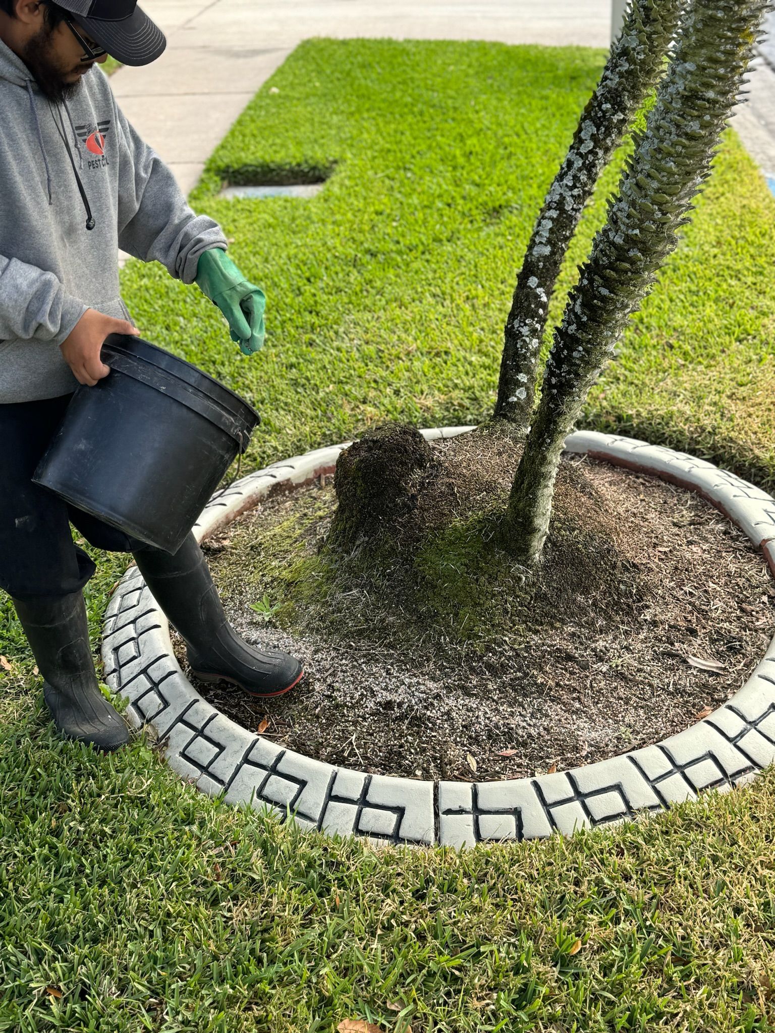 A man is watering a tree with a bucket.