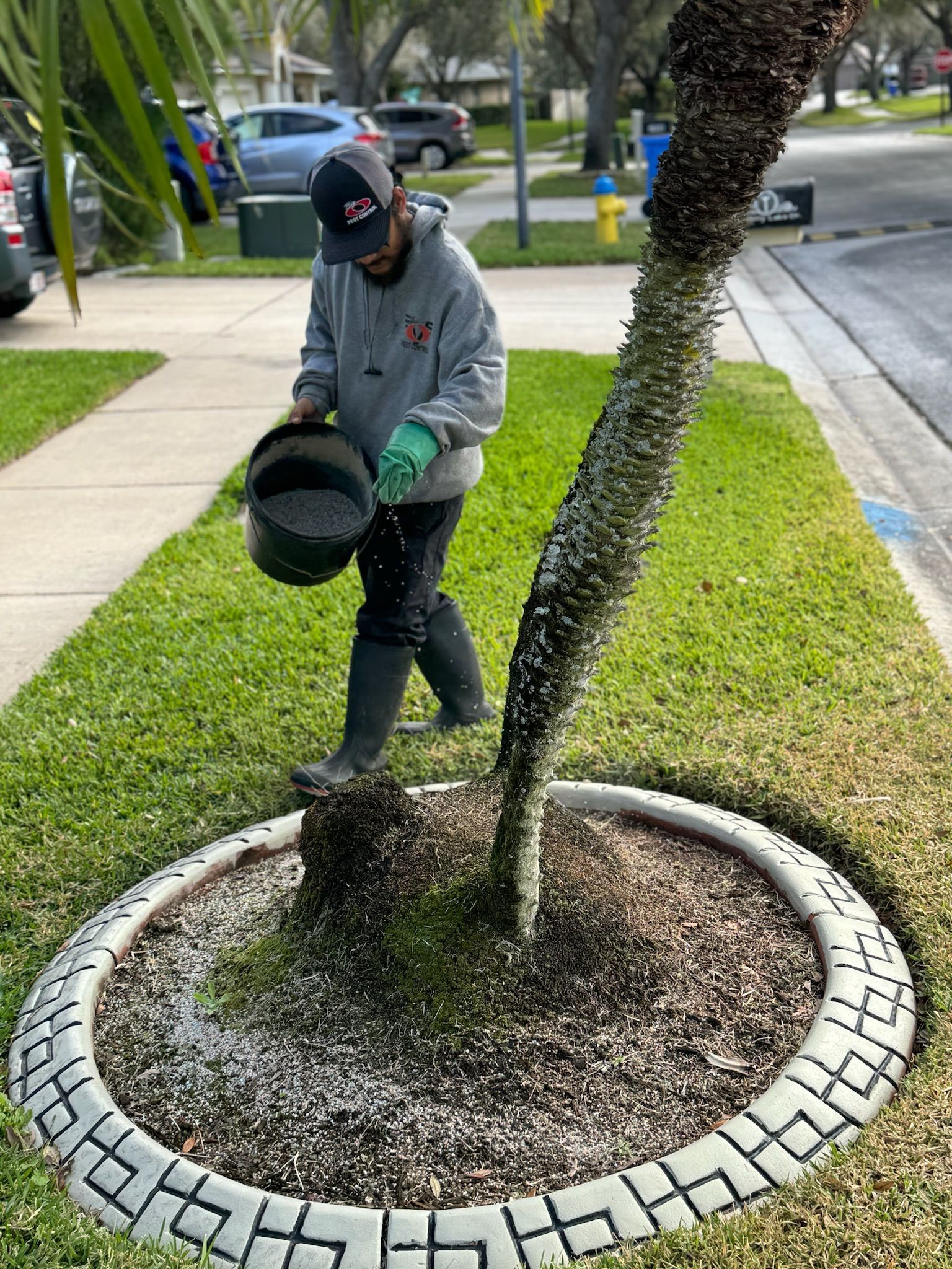 A man is watering a palm tree with a bucket.