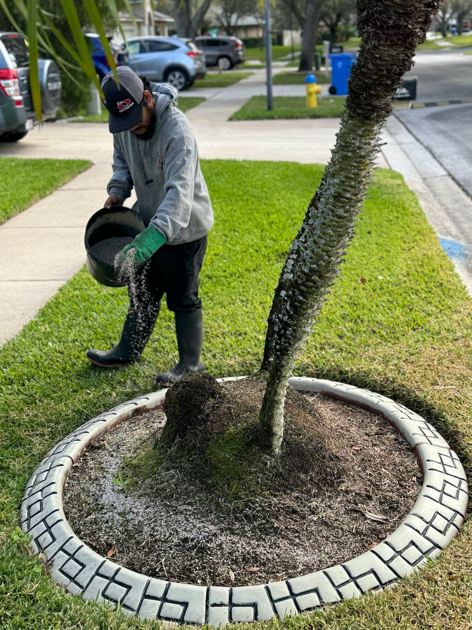 A man is watering a palm tree in a yard.
