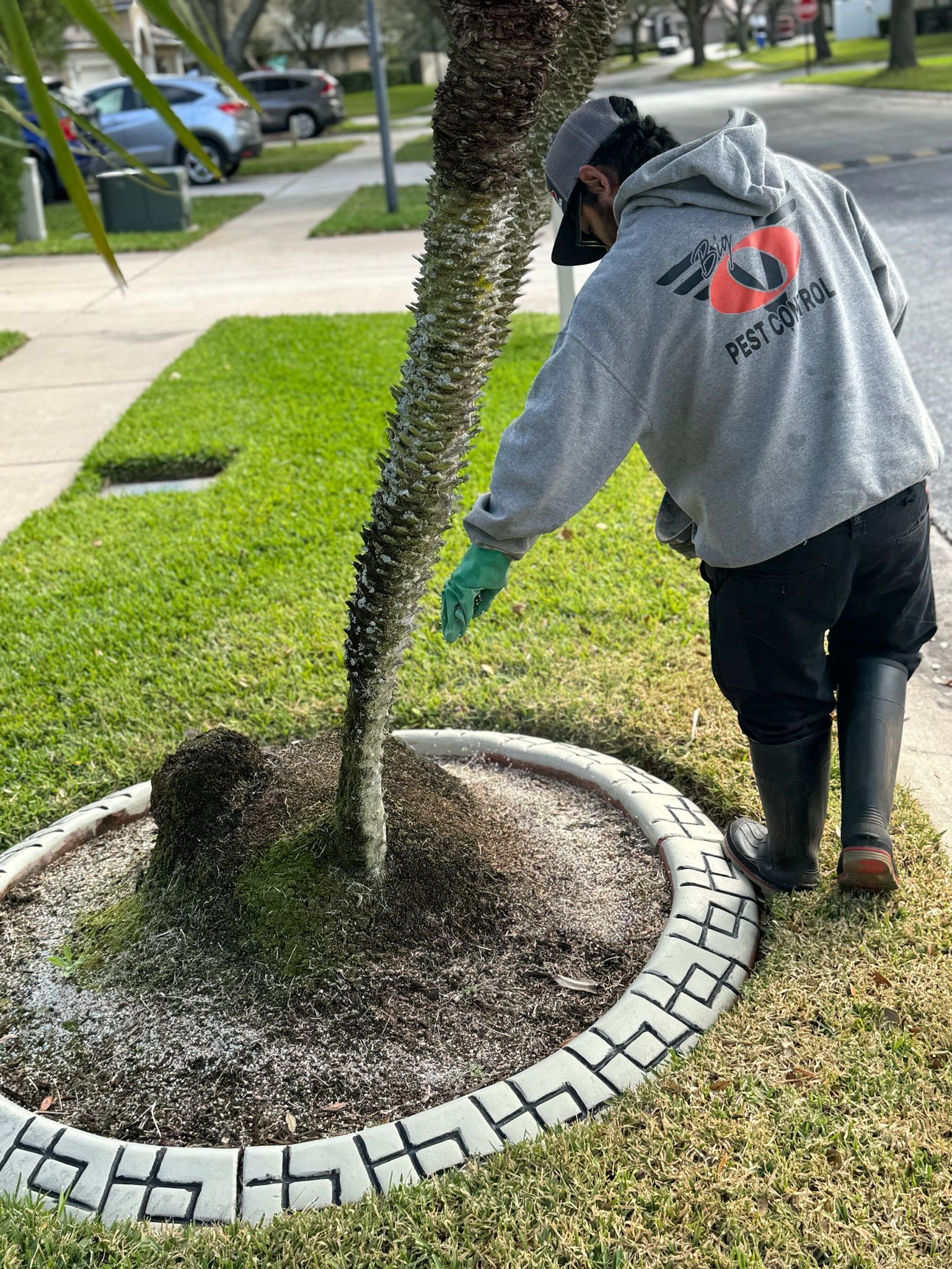 A man is spraying a tree with a hose.