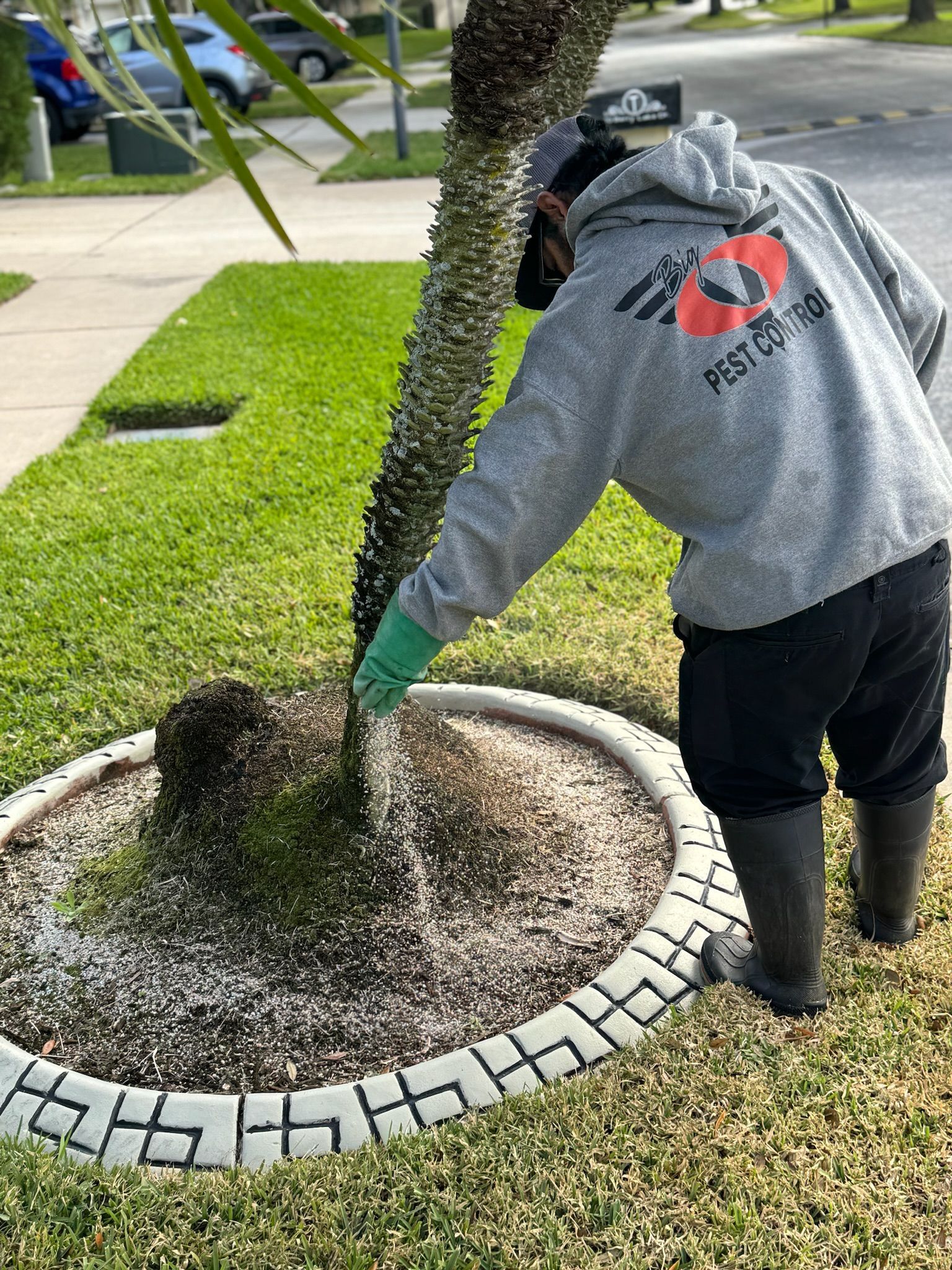 A man is spreading fertilizer on a tree in a yard.