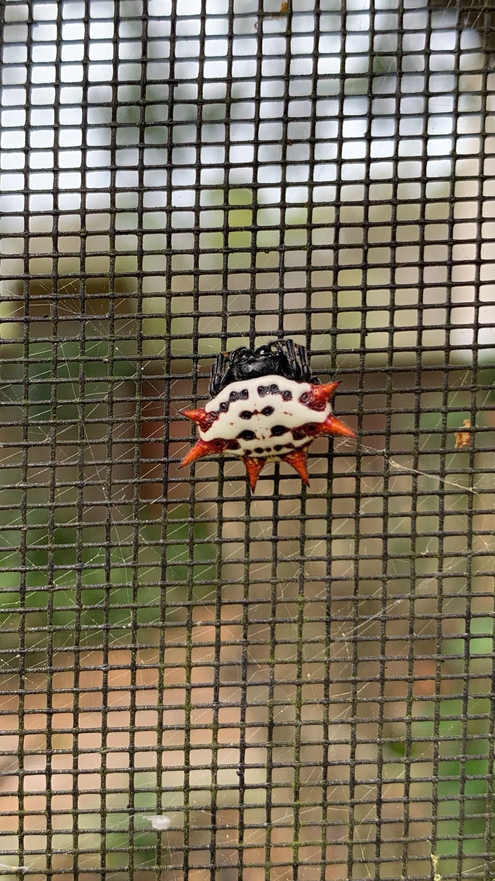 A black and white spider is sitting on a screen door.