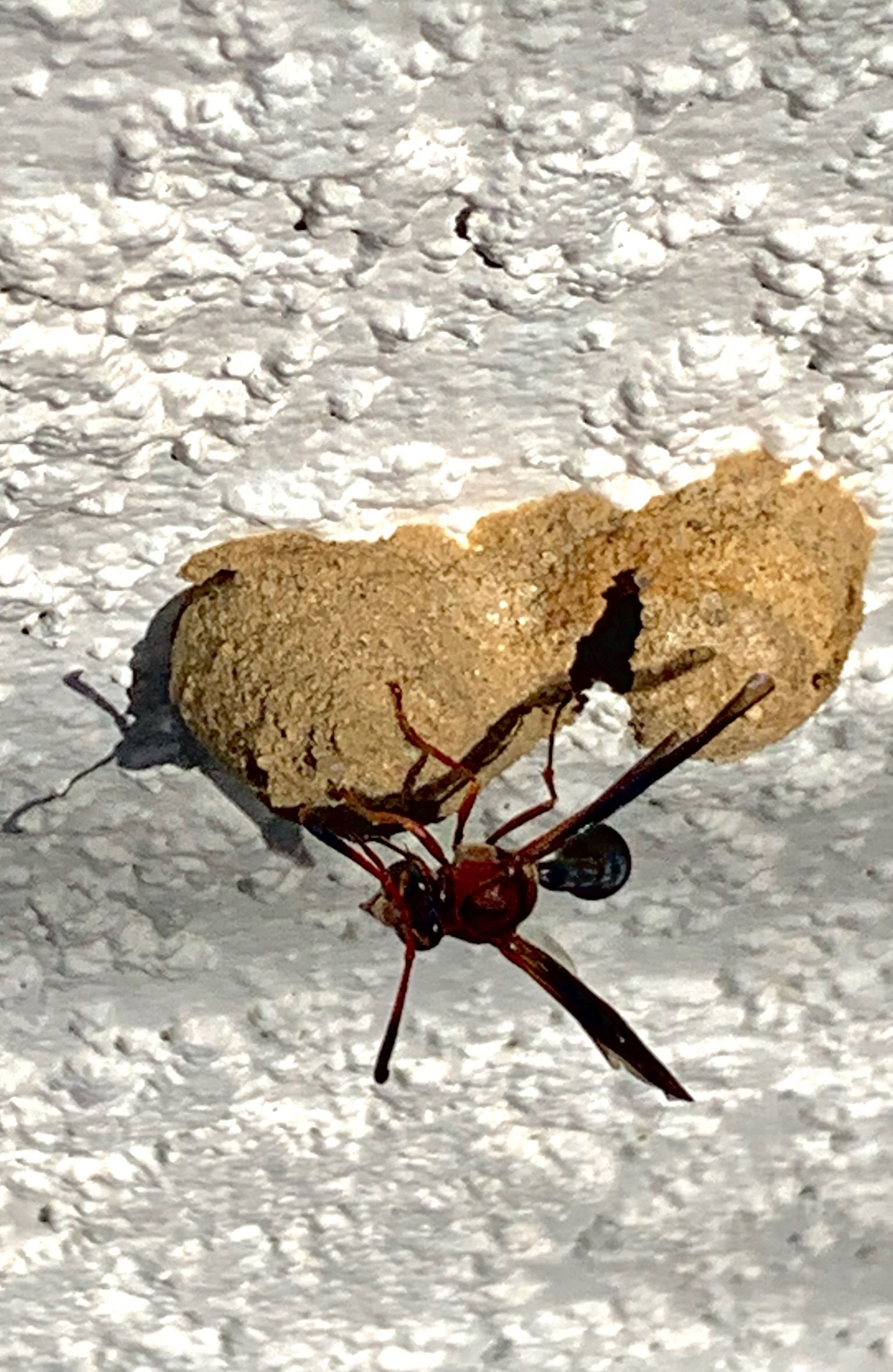 A close up of a wasp sitting on top of a nest on a wall.