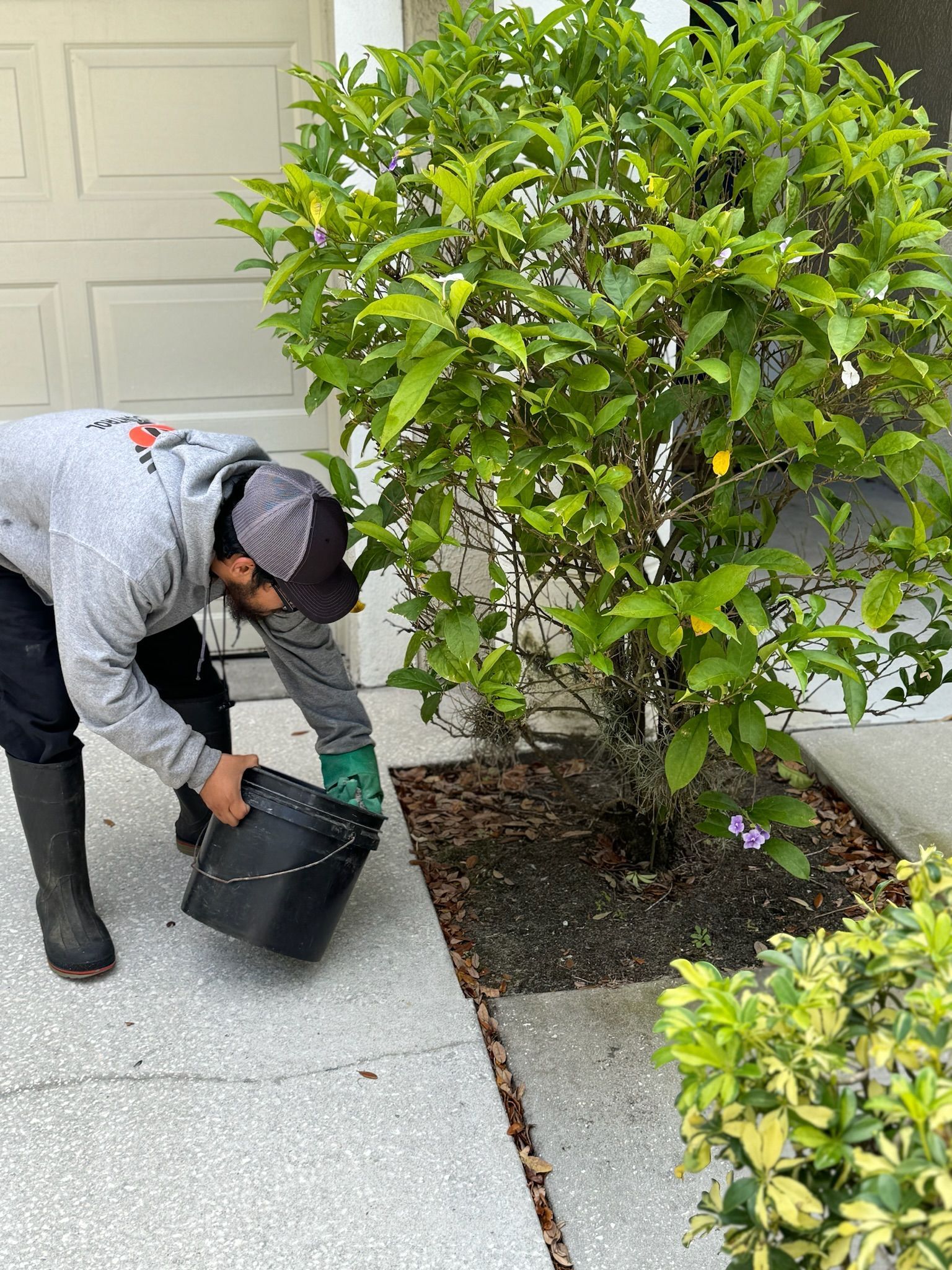 A man is watering a tree with a bucket.
