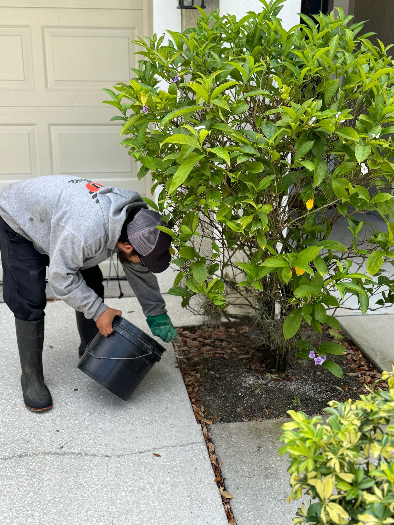 A man is watering a tree with a bucket.