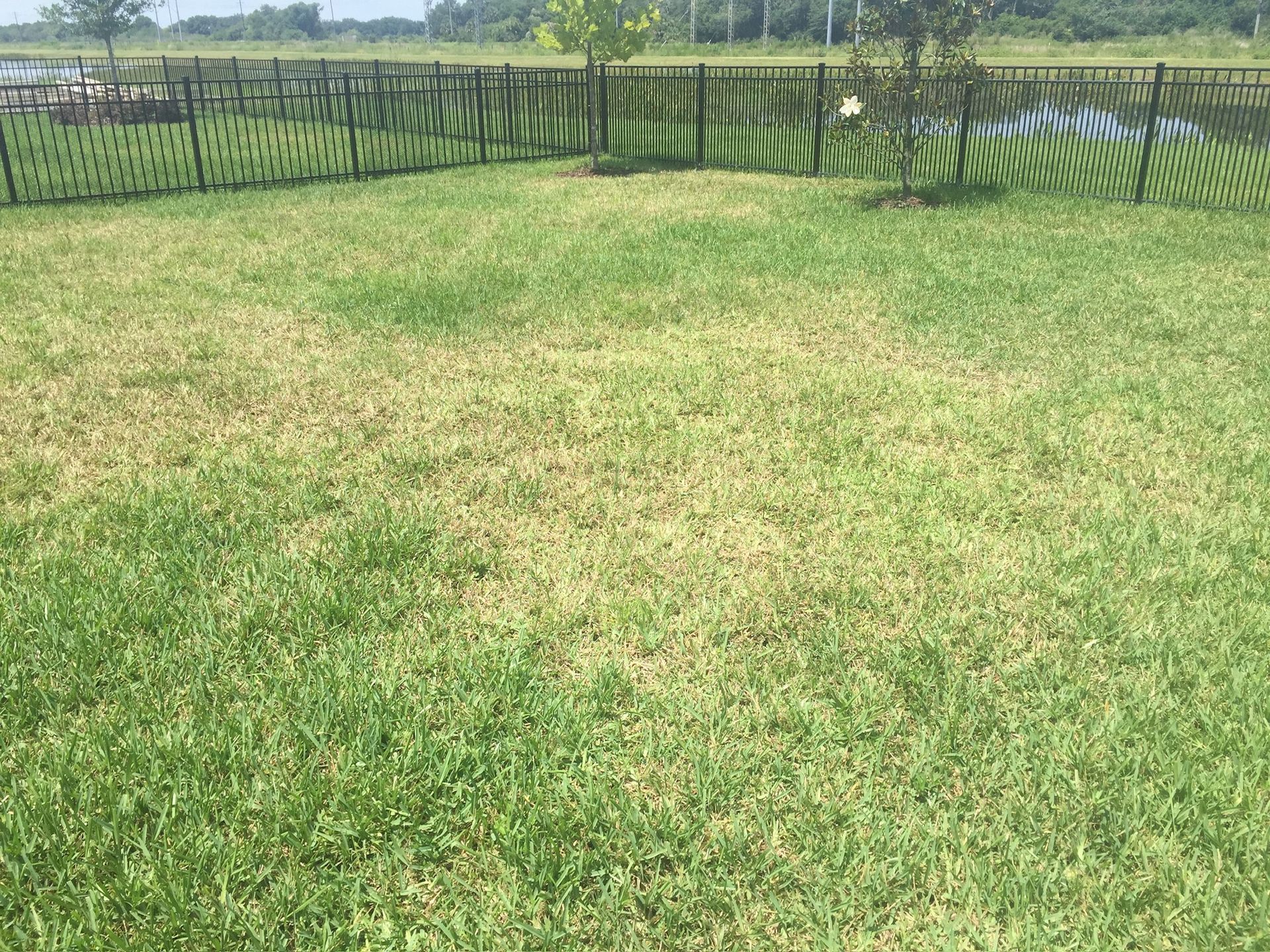 A lush green lawn with a fence in the background.