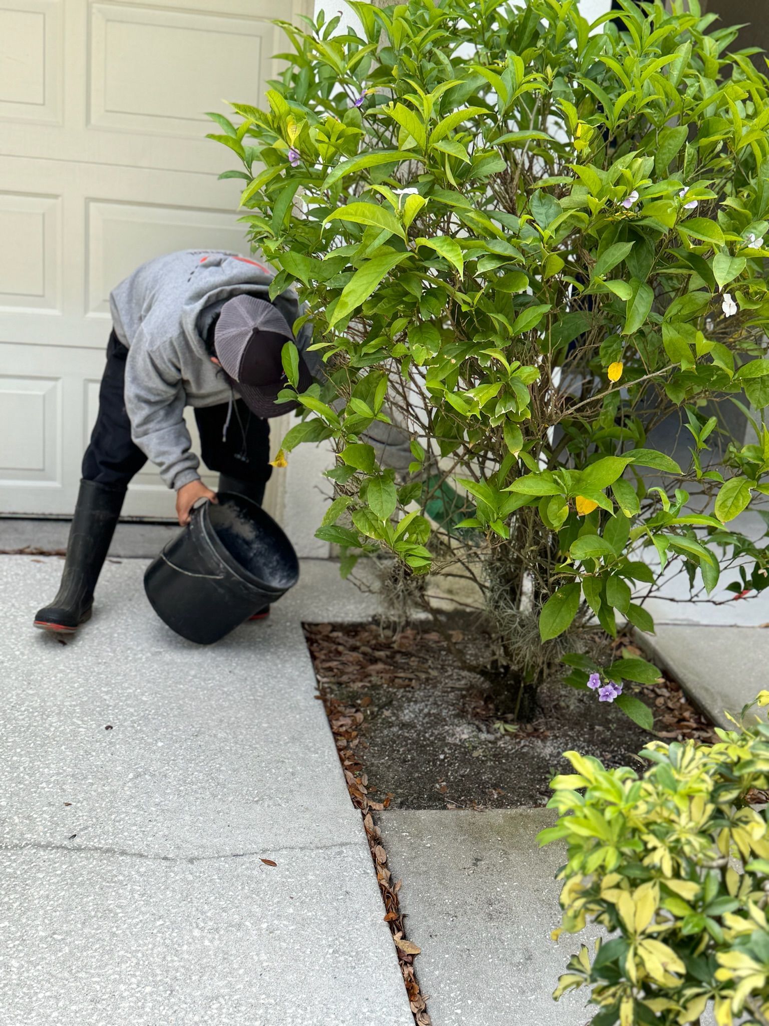 A man is watering a tree with a bucket.