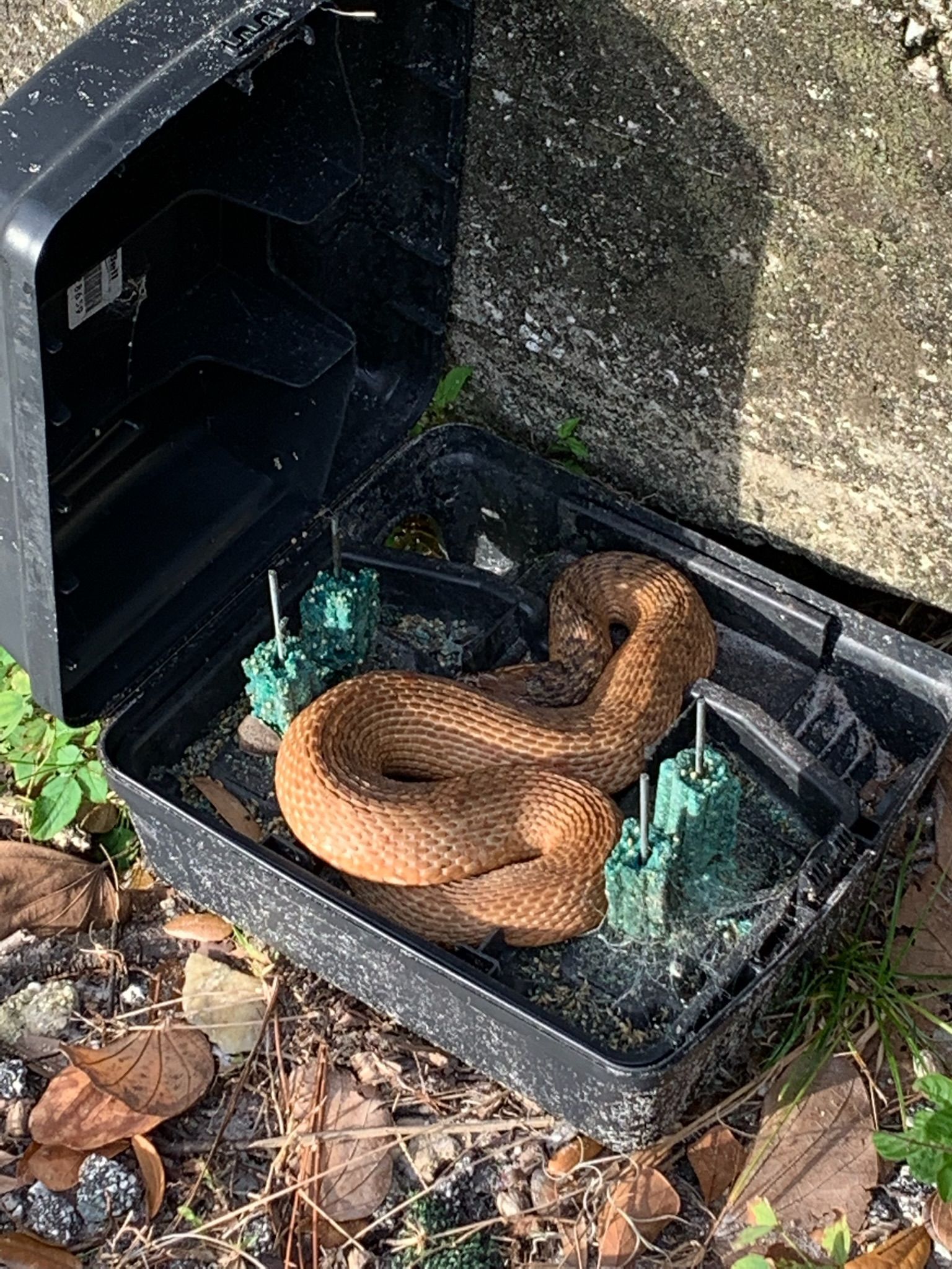 Coiled brown rattlesnake inside a black plastic container, near concrete.