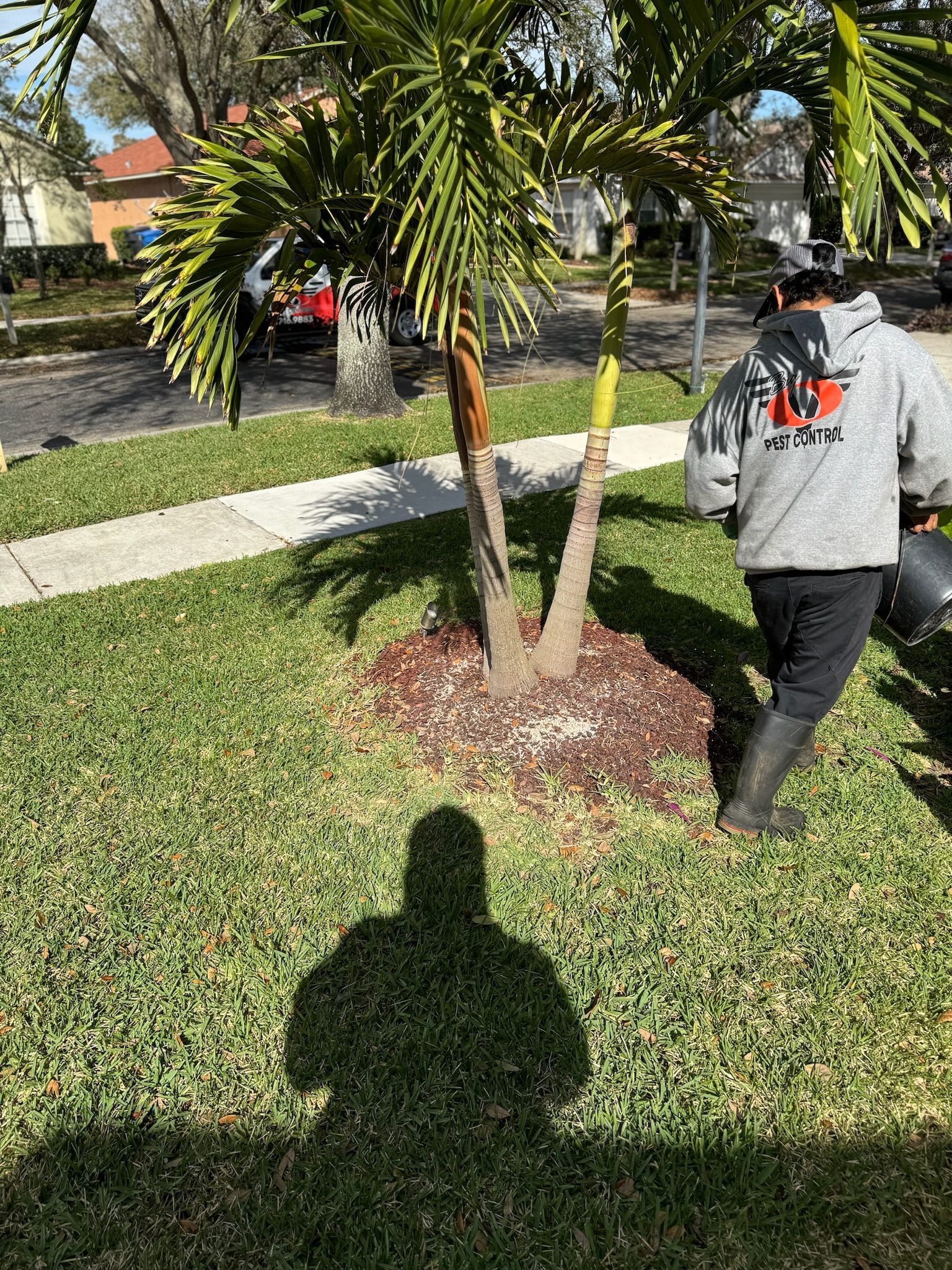 A man is standing in the grass next to a palm tree.