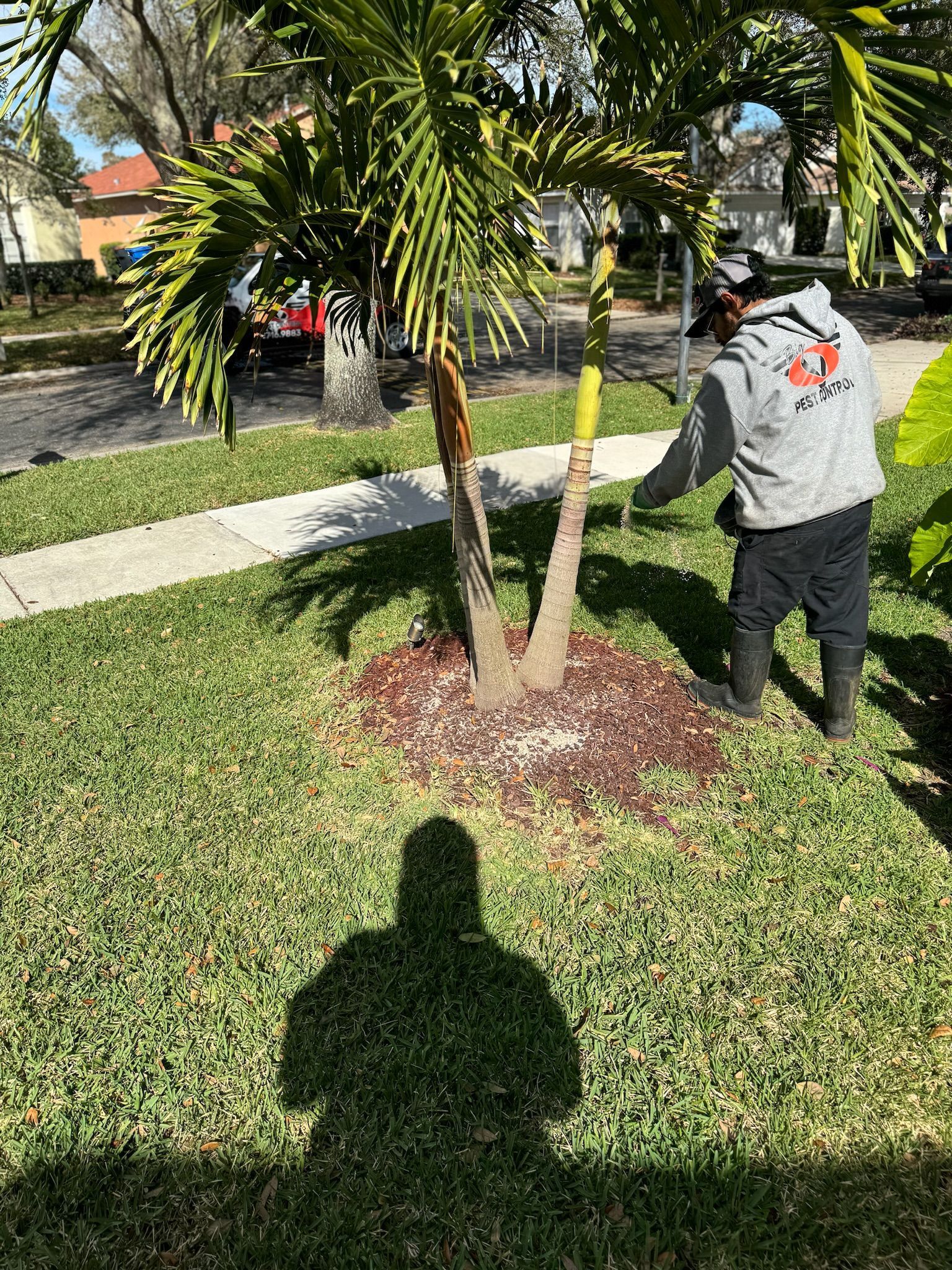 A man is standing next to a palm tree in a yard.