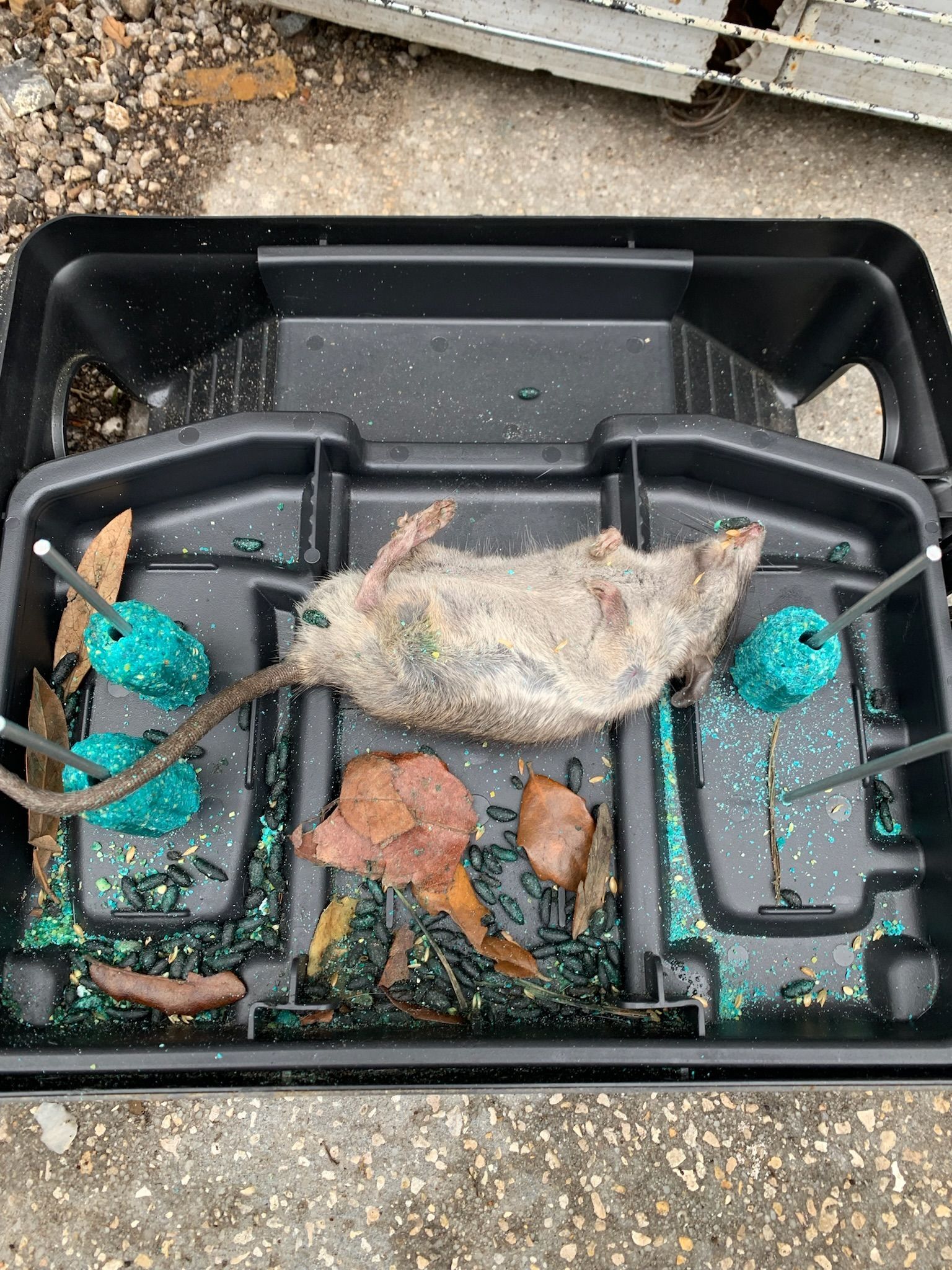 Dead rat inside a black bait station with green poison and food scraps.