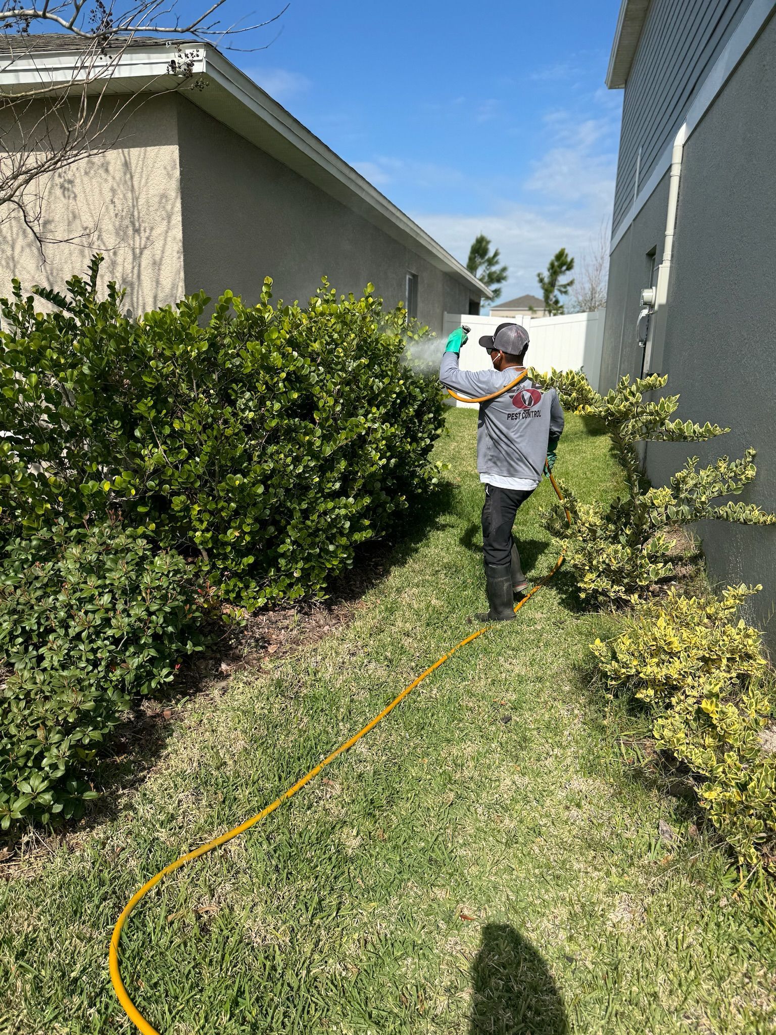 A man is spraying a bush with a hose in front of a house.