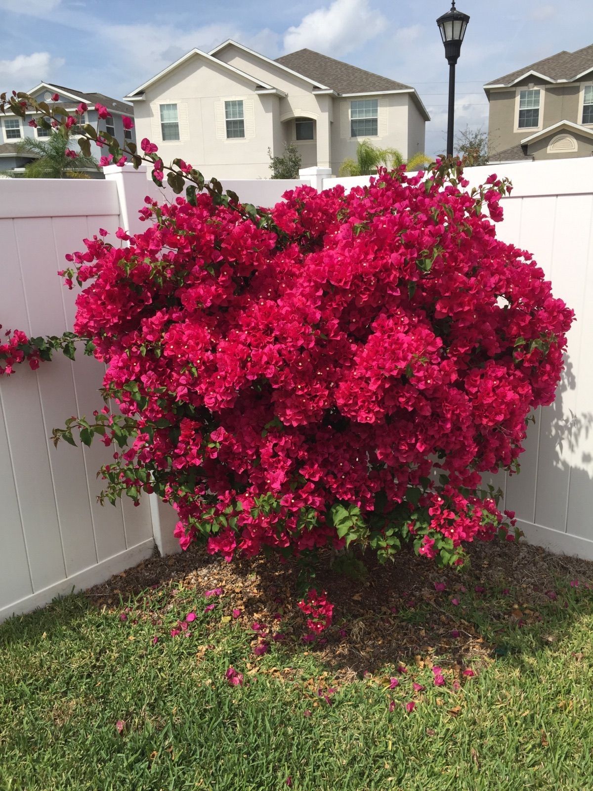 A bush with red flowers is growing next to a white fence.