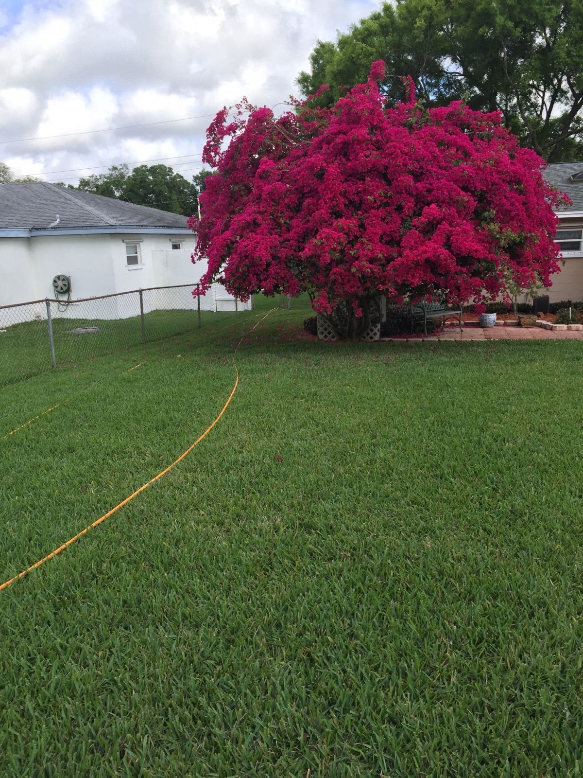 A large tree with pink flowers is in the middle of a lush green lawn.