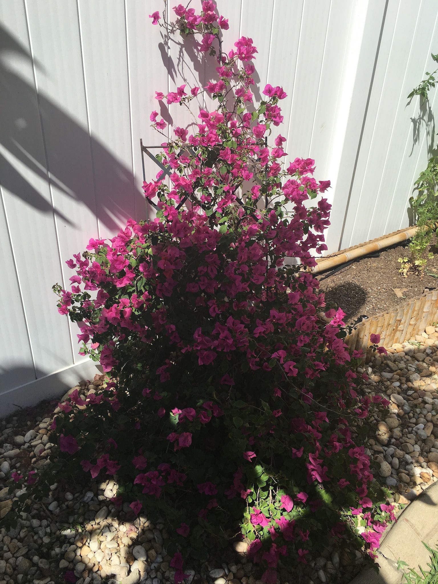A bush with purple flowers in front of a white fence